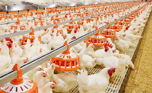Poultry Equipment & Housing