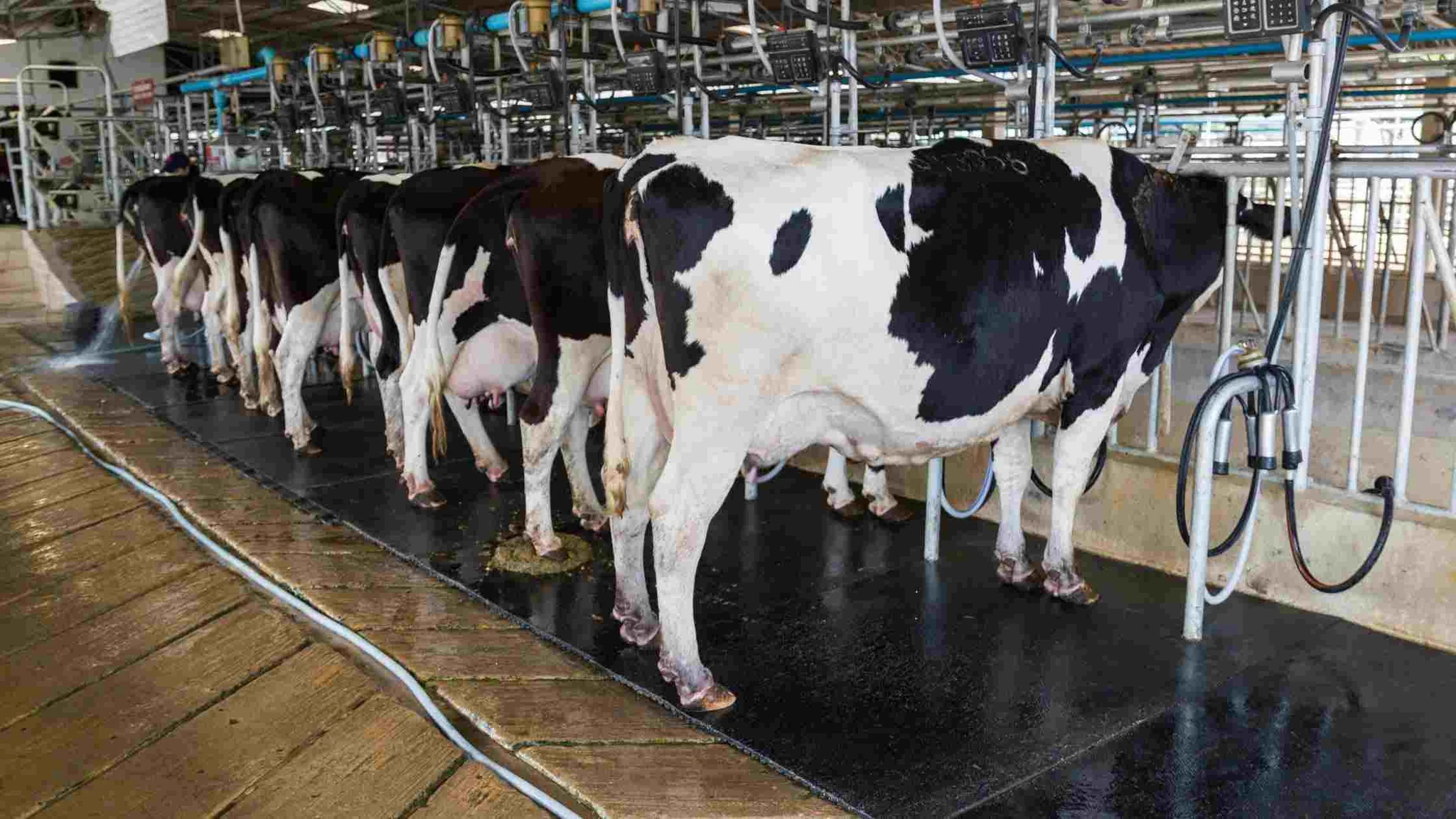 Dairy Farming & Milking Systems