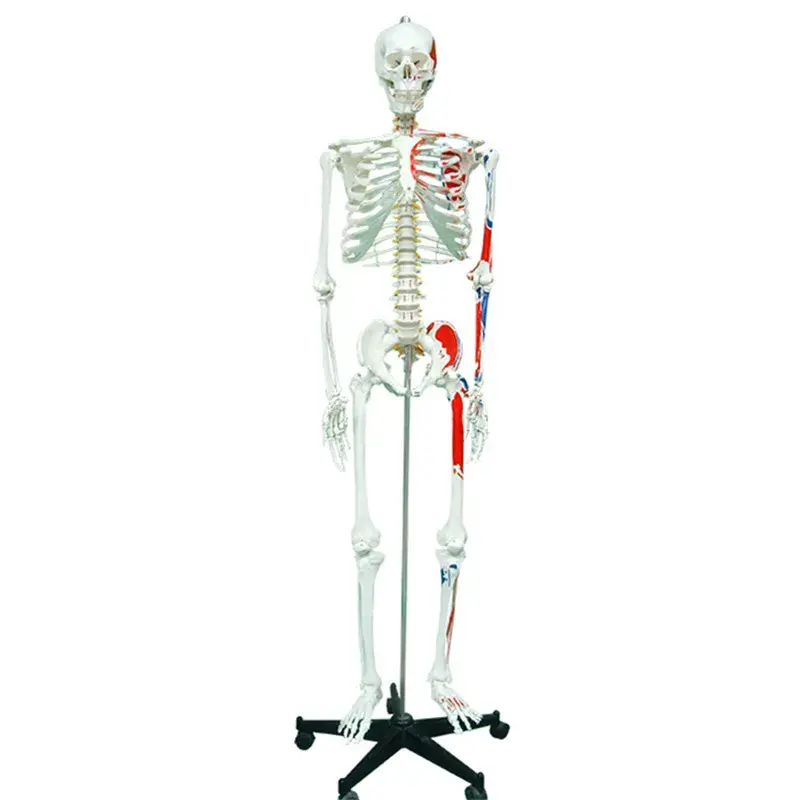 Medical Educational Anatomy Model Human Life Size Skeleton Model with One-side Painted Muscles
