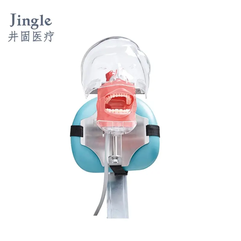 Dentist Use Anatomy Phantom Head Model Dental Laboratory Tools And Equipment For Education