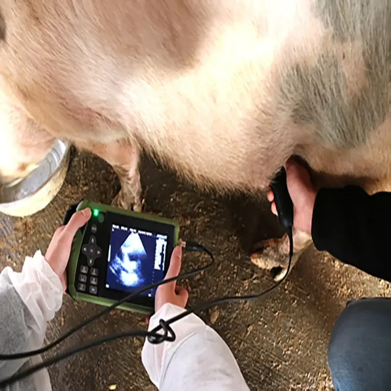 DAWEI Veterinary Portable Livestock Goat Sheep Ultrasound Machine for Swine Ovine Caprine