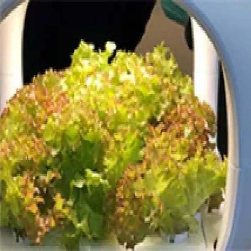 Intelligent Hydroponic Growing System Indoor LED Light Grow Vegetalbes