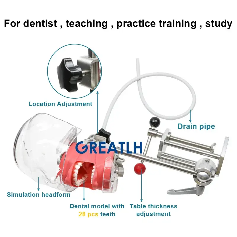 Dental simulation unit Manikin Phantom Head Model With 28 pcs Teeth