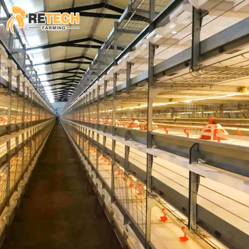 Large Chicken Farm Automatic Chicken Cage Poultry Equipment For Brilers