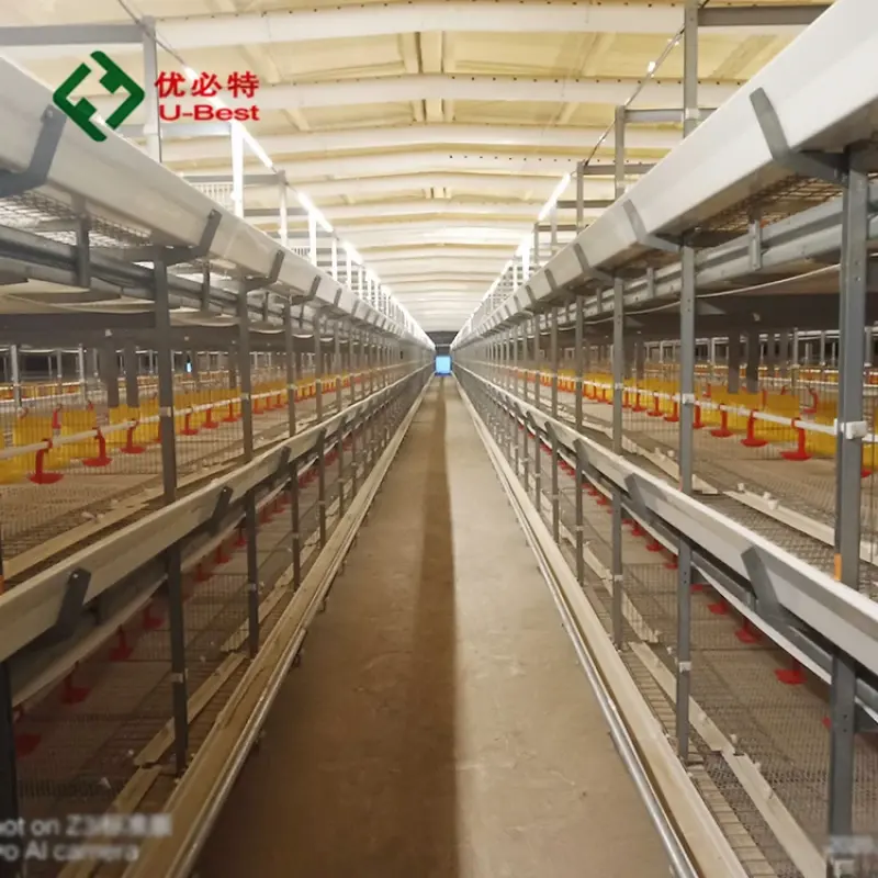 cheap automatic collect chicken farm breeder cage gather chicken cages for broiler