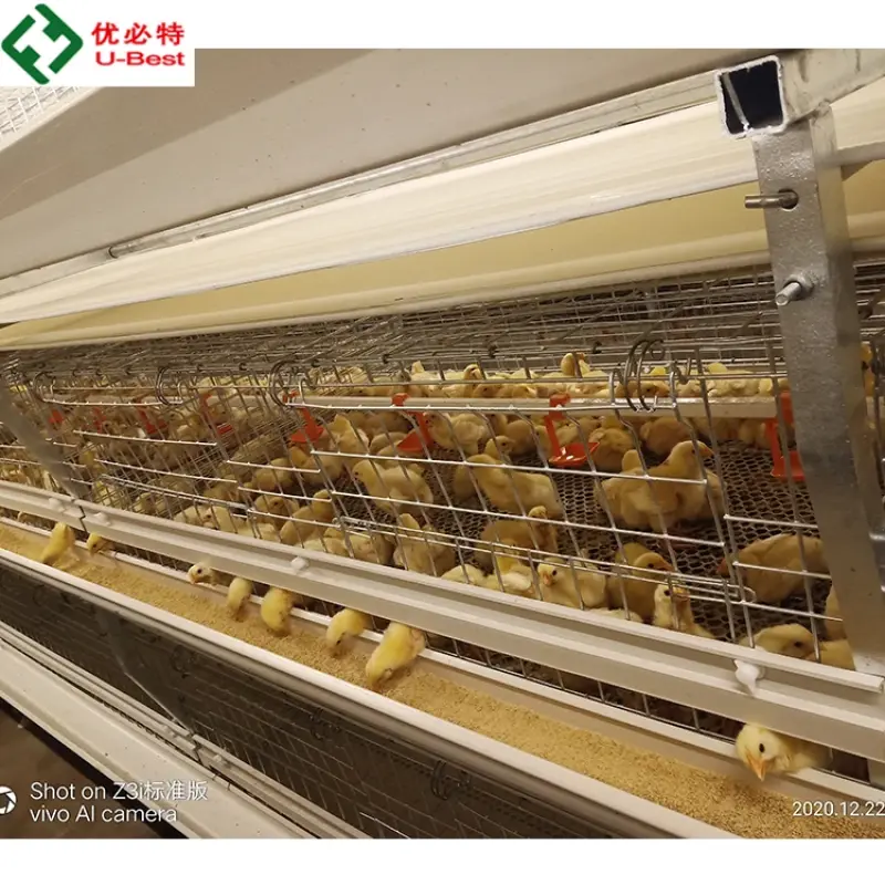 cheap automatic collect chicken farm breeder cage gather chicken cages for broiler