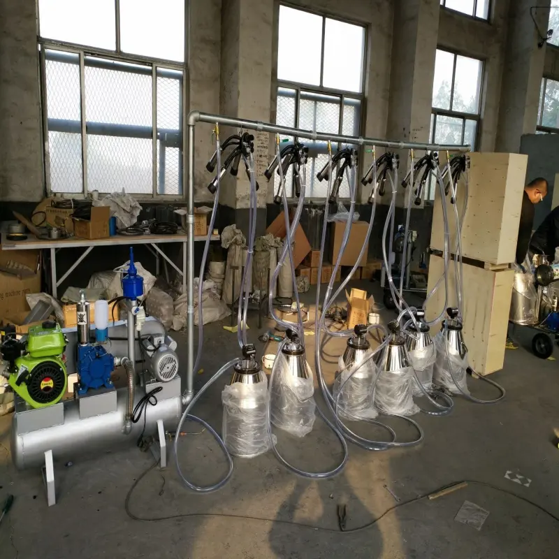 SS 304 vacuum pump different cows goats positions customization electric gasoline engines pail parlor milking system