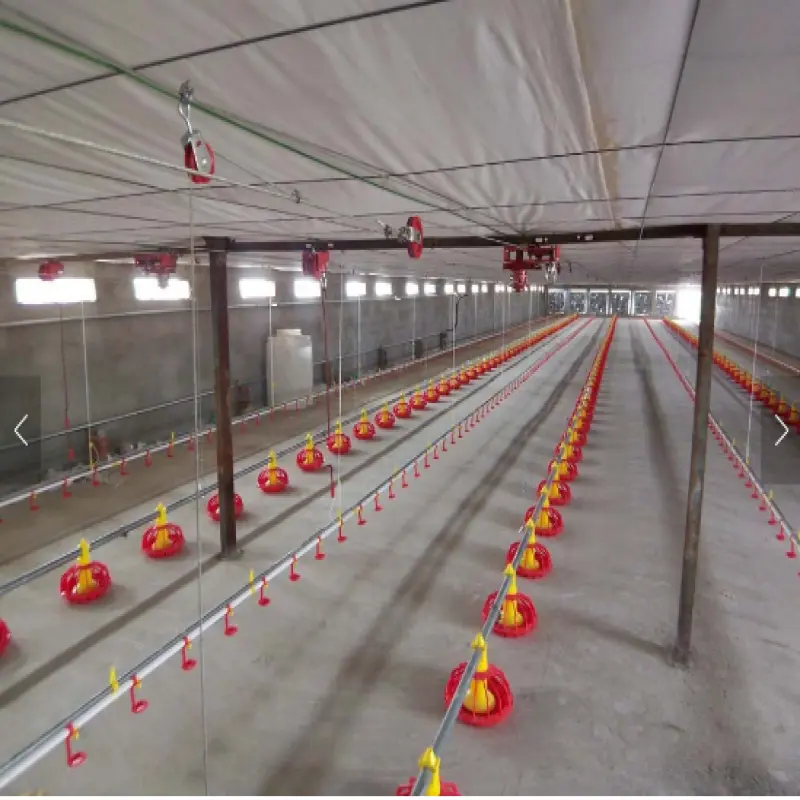 Automatic Pan Feeding System For Broiler Good Quality Poultry Equipment