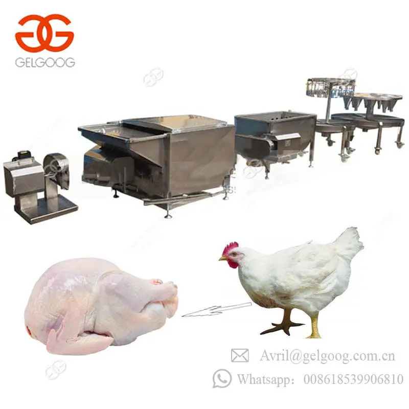 Stainless Steel Commercial Pigeons Scalder Poultry Plucker Butcher Machinery Chicken Slaughter Equipment For Sale