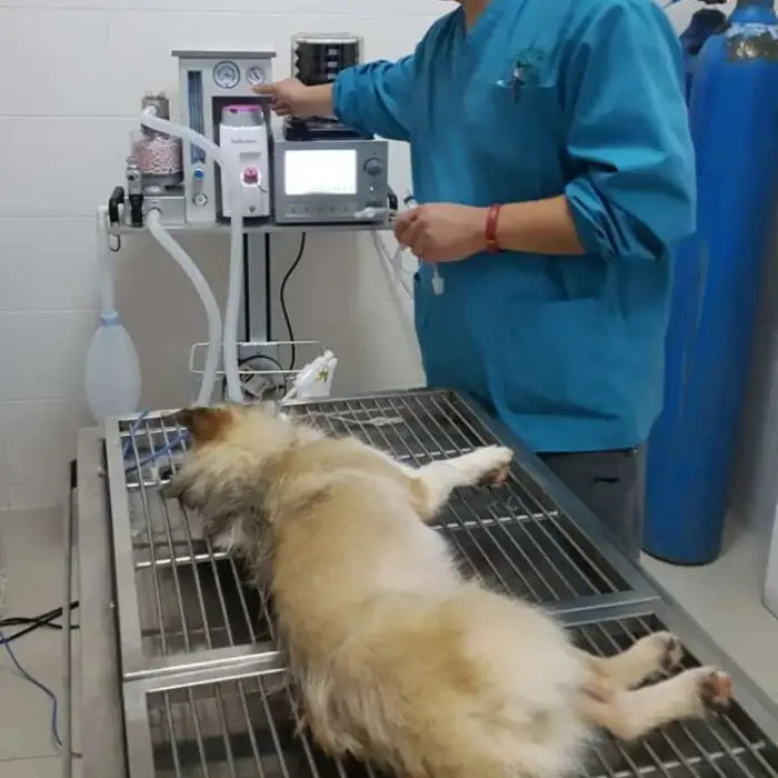 75L min veterinary gas anaesthesia device for pet