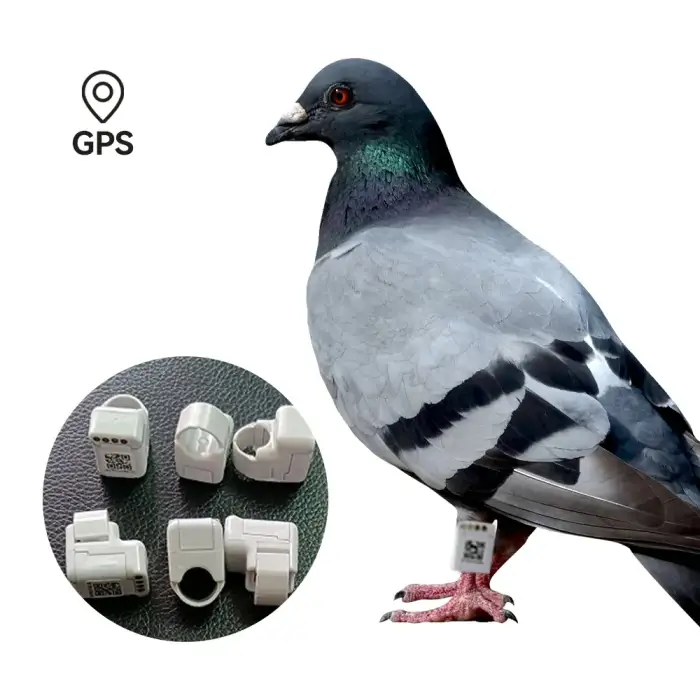 Electronic Pigeon Ring Reviews Electric Bird pigeon ring bands GPS tracker