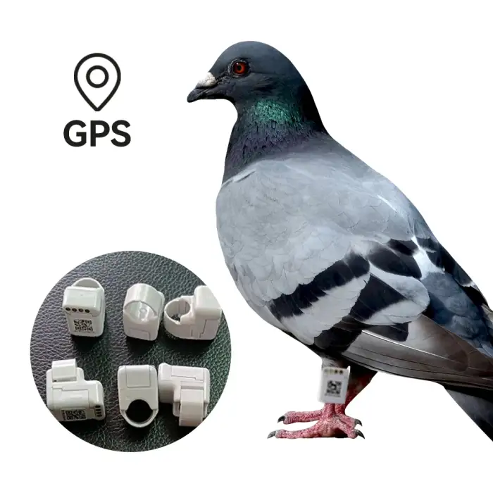 Electronic Pigeon Ring Reviews Electric Bird pigeon ring bands GPS tracker