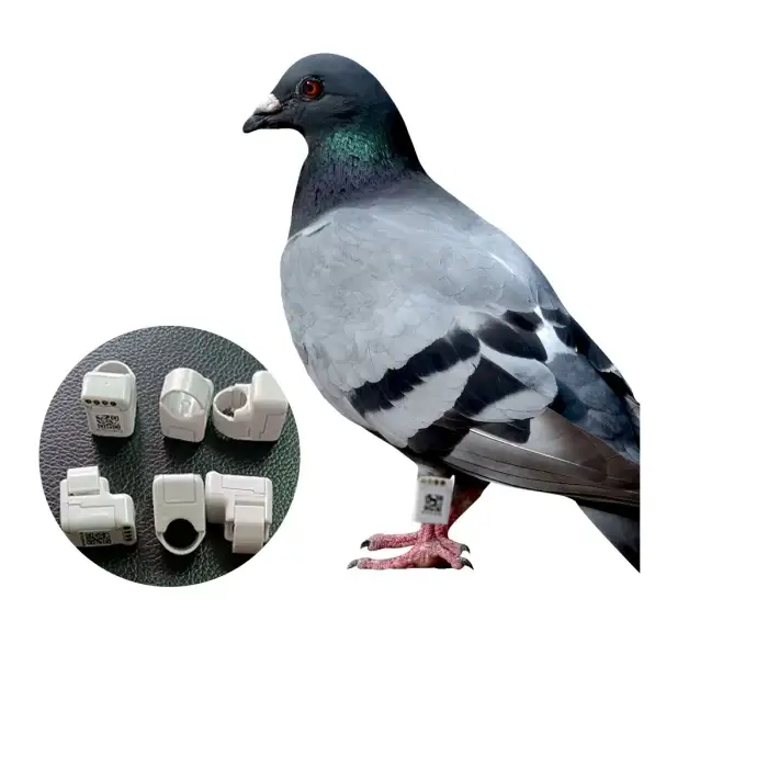 Electronic Pigeon Ring Reviews Electric Bird pigeon ring bands GPS tracker