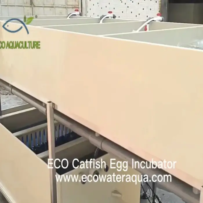 ECO fish incubator catfish tilapia fish hatchery equipment fingerling farming equipment with heat pump water fish tank