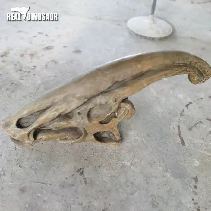 Life Size Fiberglass T-Rex Dinosaur Skulls for House Decoration