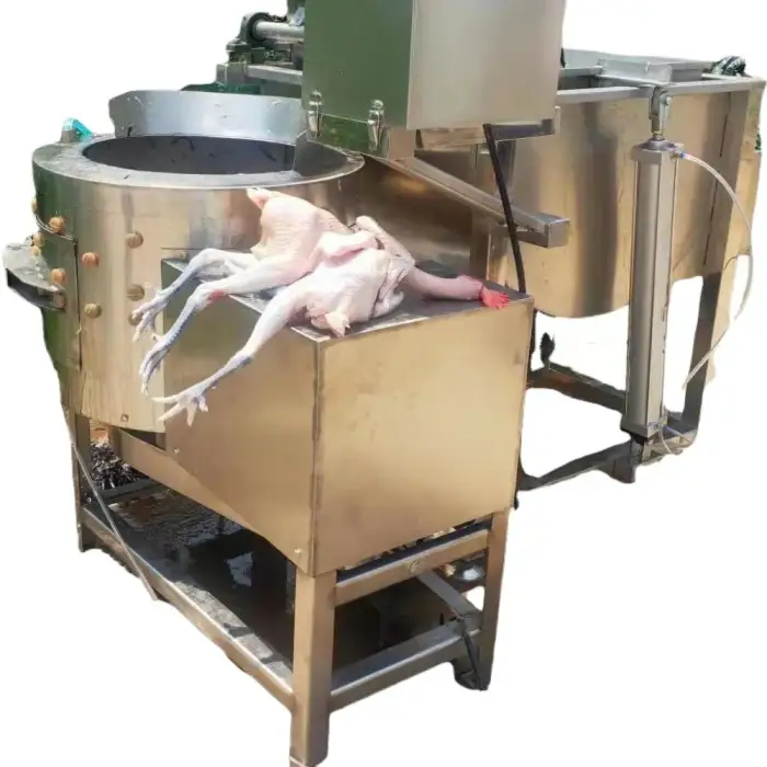 300 chicken scalding plucking machine poultry slaughterhouse