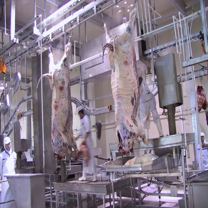 Cow Abattoir Slaughtering Processing Halal Slaughterhouse Equipment Production Line