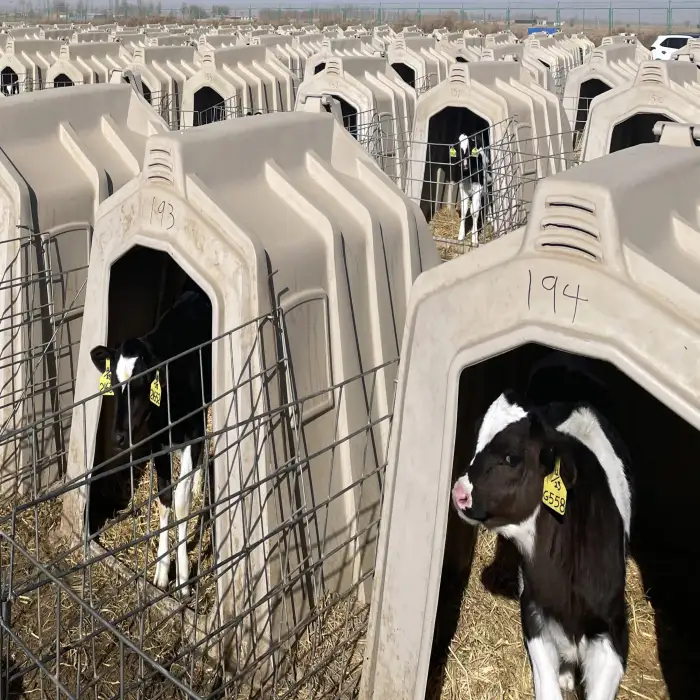 Huayi Dairy farm equipment cattle sheds cattle sheds