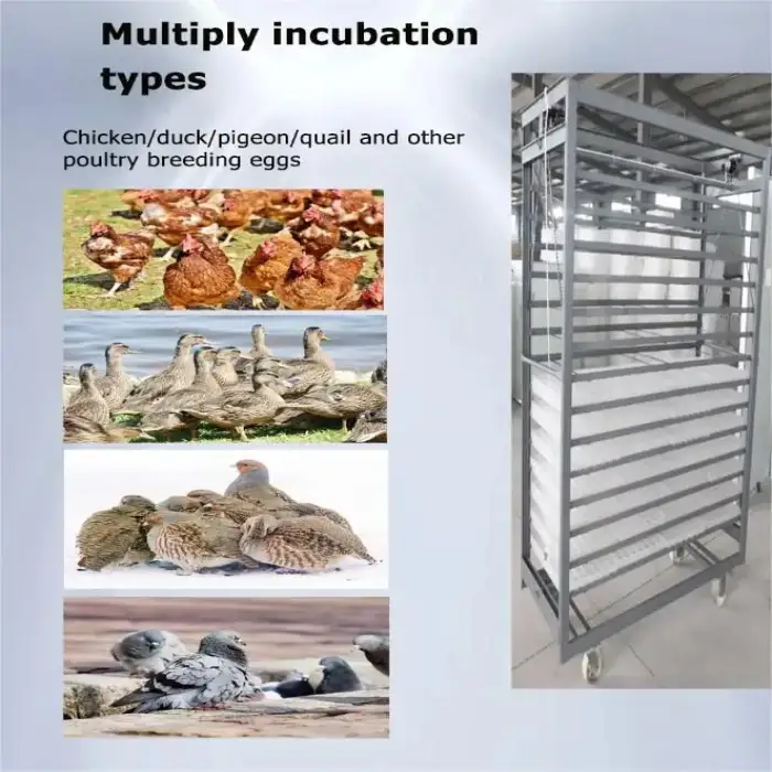 Farming Chicken Egg Incubator Brooder Equipment 16896 Egg Setter Haching Machine Incubator