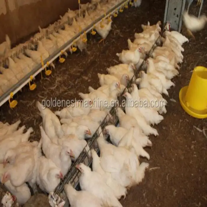 Poultry Shed Feeding line System Drinking Line Farming Equipment