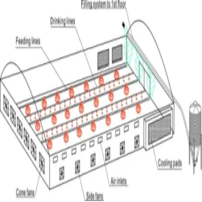 Poultry Shed Feeding line System Drinking Line Farming Equipment