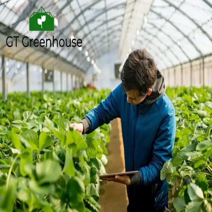 Single Span Greenhouse for Agriculture