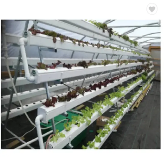 Greenhouse Hydroponics NFT system for agriculture