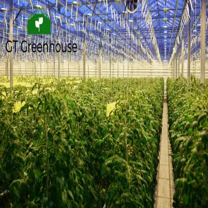 Single Span Greenhouse for Agriculture