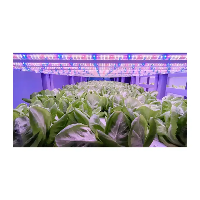 Container Farm Intelligent Control NFT Channel Greenhouse Vertical Indoor Farm Plant Factory Hydroponics Container