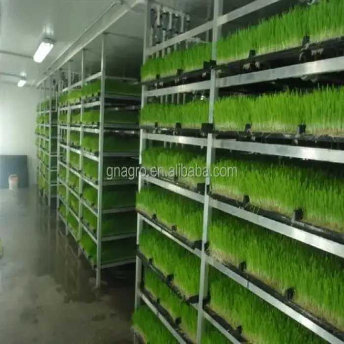 smart hydroponics fodder systems for greenhouse agricultural farm