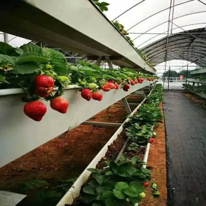 Automated Hydroponic System Vertical Hydroponic System