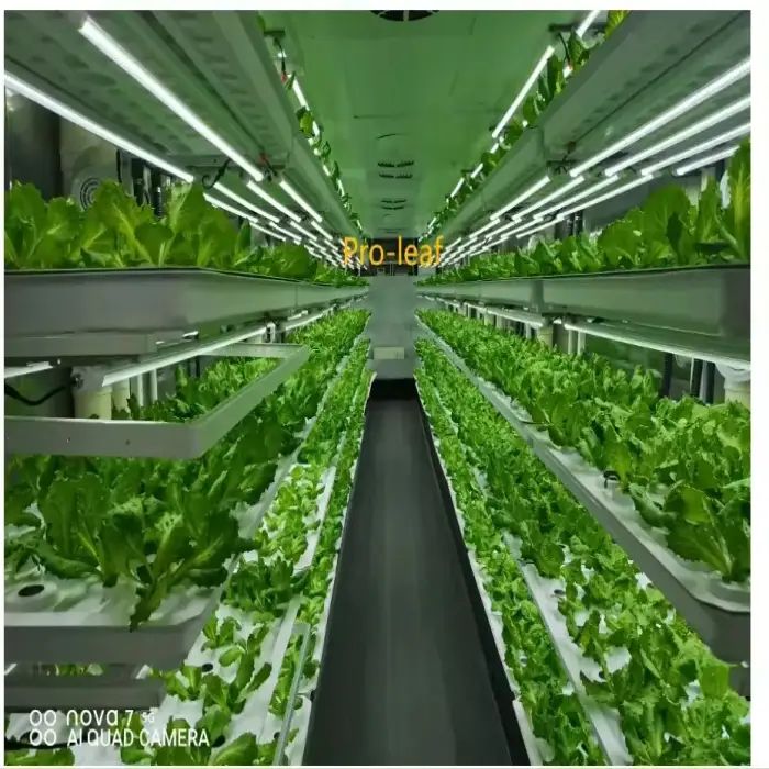 Pro-leaf 40HQ Container farms for lettuce C.B.D plant factory Farming Container Insulated Hydroponic Vertical Farm