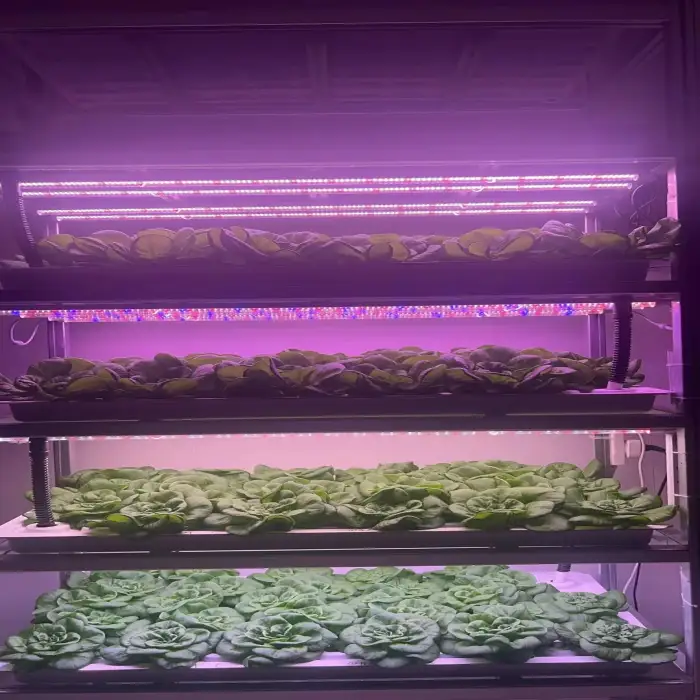 Pro-leaf 40HQ Container farms for lettuce C.B.D plant factory Farming Container Insulated Hydroponic Vertical Farm