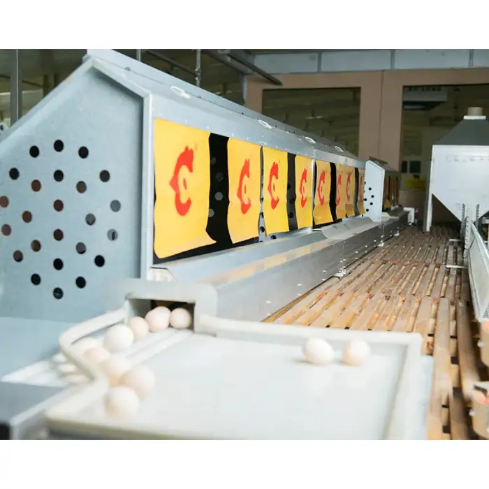 automatic poultry chicken feed processing machine egg collection machine