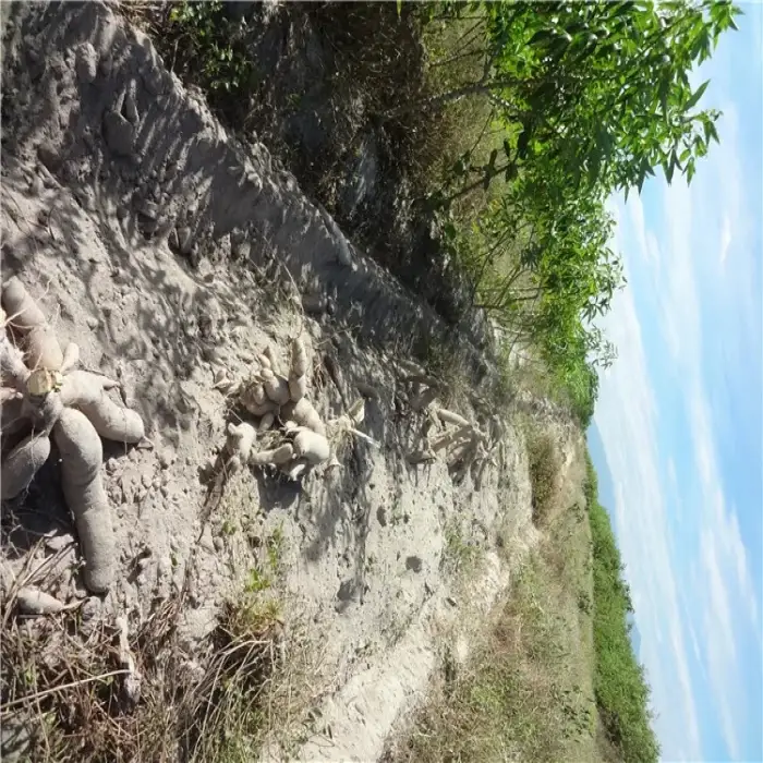 Cassava Harvesting Equipment