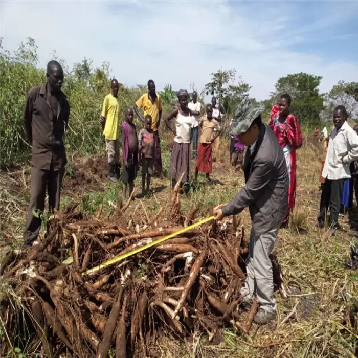 Cassava Harvesting Equipment