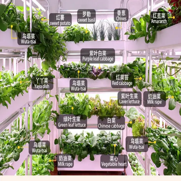 Indoor Use Garden Hydroponic, Growing Systems Vegetable Agricultural Machinery Aquaponic System For Leafy Planting