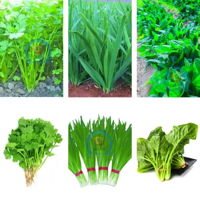 durable walking type leafy vegetable harvester machine dill okra green spring onion reaper for farm