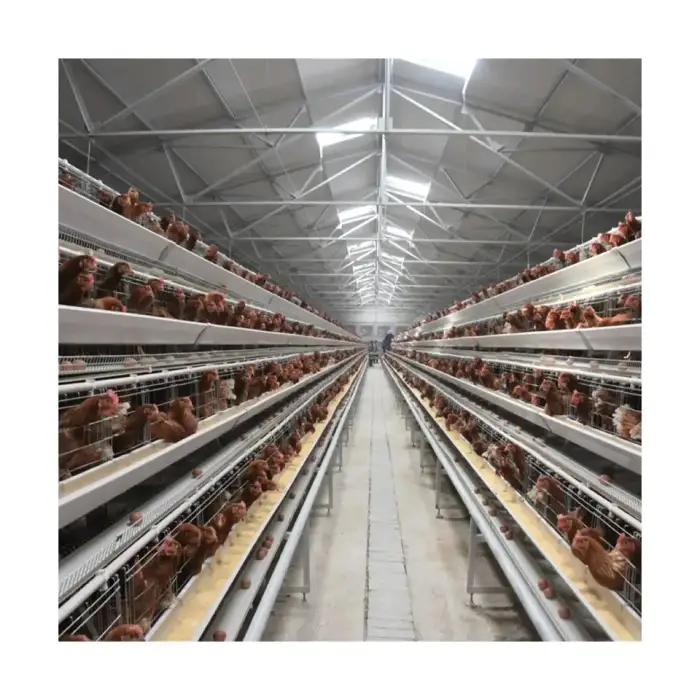 High Quality Modern Broiler Equipment Animal Feeders And Drinker System Broiler Chicken Floor For Chicken Farm