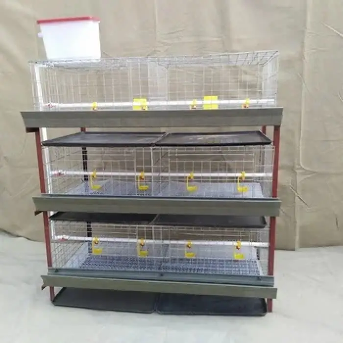 H Type Poultry Farm Layer Broiler Chickens for 1000 Birds with Automatic Water Supply