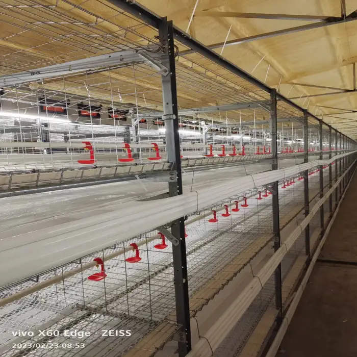 Poultry Farm H type Broiler Chicken Cages Broiler cage