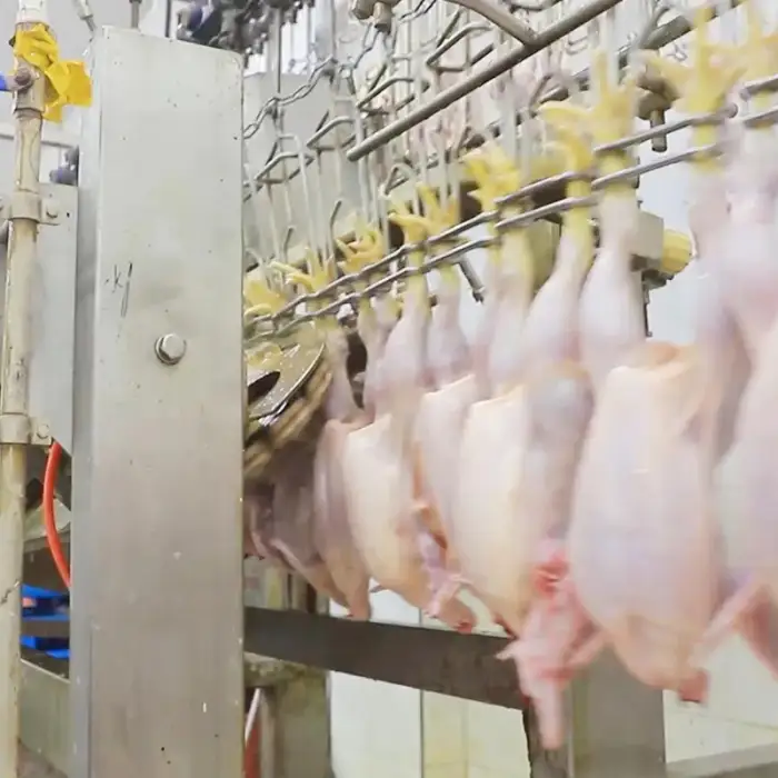 Qingdao Raniche Small Scale Chicken  Broiler Abbattoir Slaughter House Processing Plant