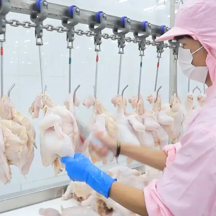 Qingdao Raniche Broiler Chicken Production Process