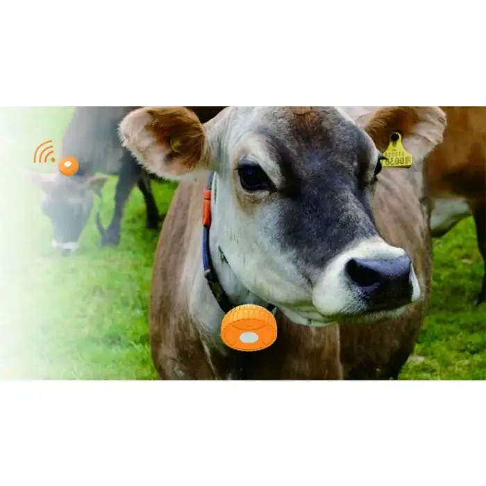 2G LED IP67 real-time cattle micro gps tracker device for night tracking the animals location with app seguimiento de ganado