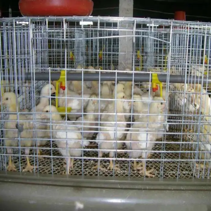 Chicken feeder Animal Husbandry Equipment chicken coop types of livestock farming