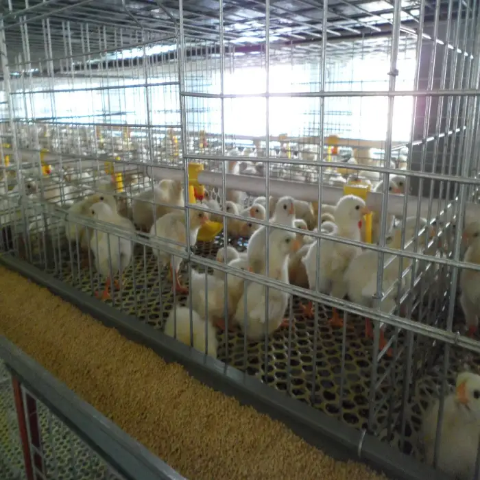 Chicken feeder Animal Husbandry Equipment chicken coop types of livestock farming