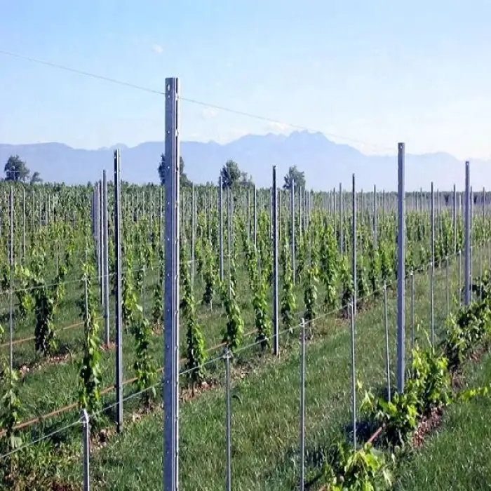 Galvanized Vineyard Trellis Post Grape Stakes used in Orchard