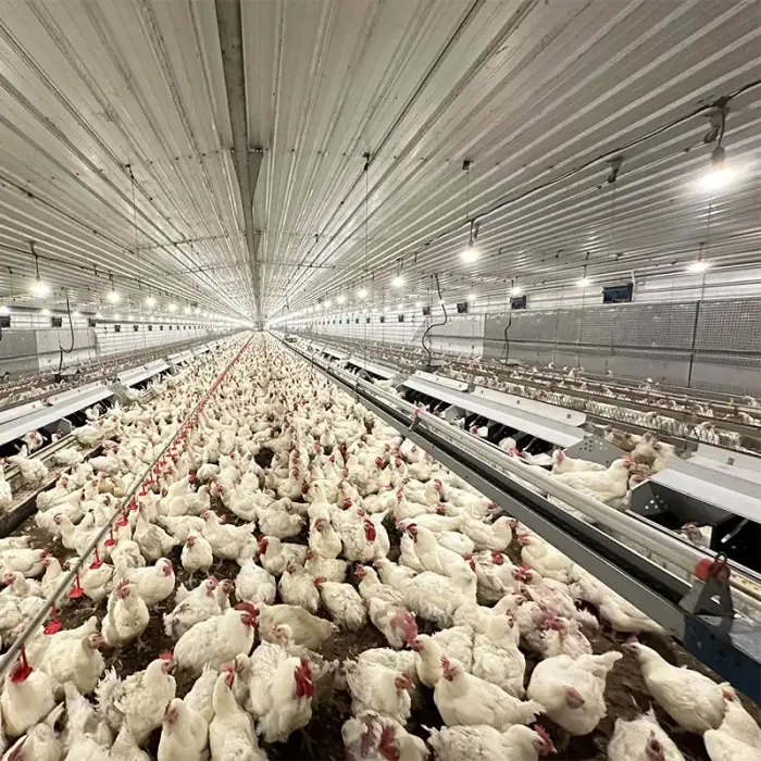 Broiler Parent Stock Feeder System Poultry Hens Automatic Breeder Farm Equipment Chicken Chain Feeding Line