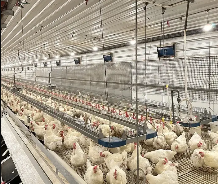 Broiler Parent Stock Feeder System Poultry Hens Automatic Breeder Farm Equipment Chicken Chain Feeding Line