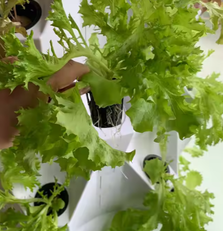 Vertical Hydroponic Growing Systems Skyplant Smart Home Automation System Solutions